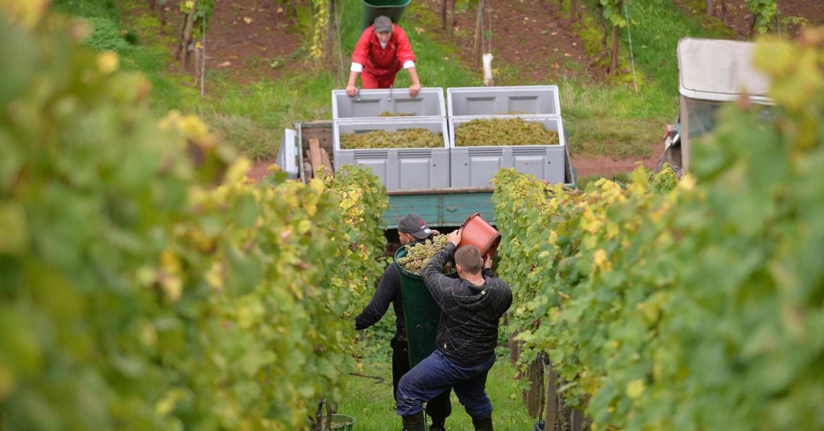 Dwi 2021 Na Pas été Une Année Facile Pour Les Producteurs De Vin Allemands Weinplus 3245