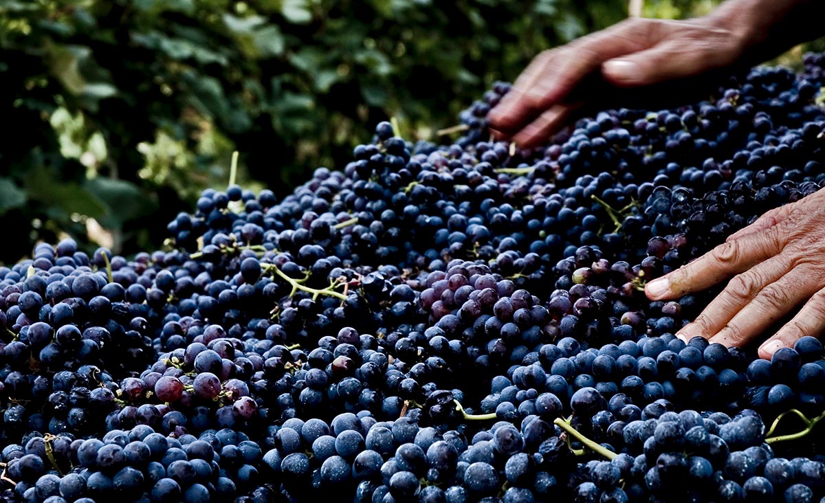 Gelesen Nebbiolo-Trauben für die Herstellung des Valtellina-Weins