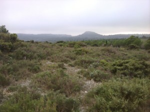 Garrigue-Landschaft in La Clape